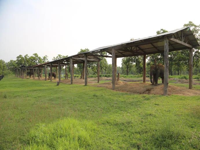 Hotel Royal Safari Sauraha Eksteriør bilde