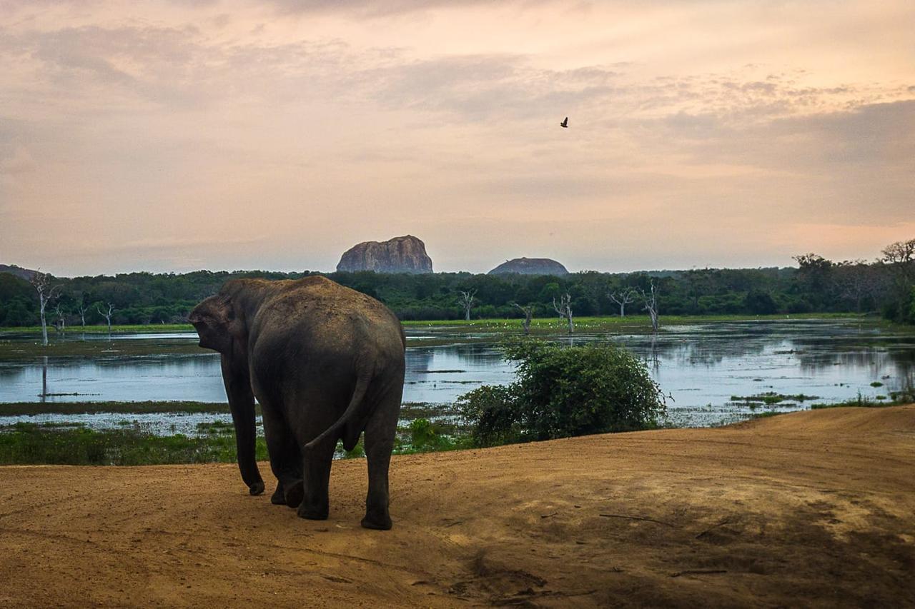 Hotel Royal Safari Sauraha Eksteriør bilde