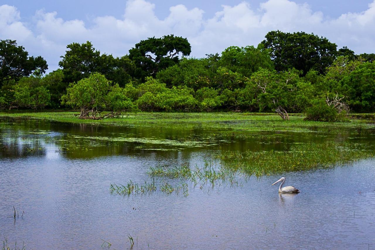 Hotel Royal Safari Sauraha Eksteriør bilde